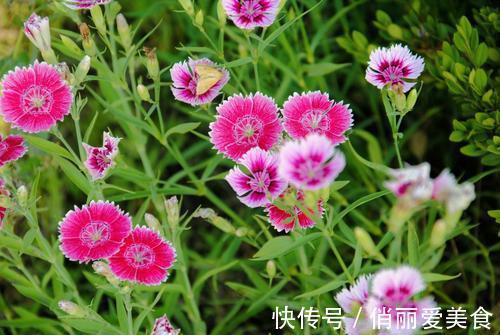 养护|想石竹花开花漂亮，养护起来还很简单，家里有院子的不要错过！