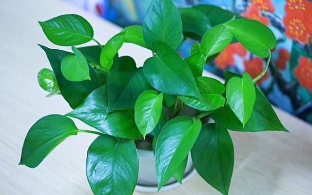  好养|好养漂亮的“4种花”，阳台室内养一盆，浇水就长爆盆，开花不断