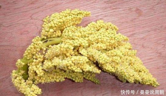 棕树|路上看到这种树开花别错过,药用价值特别高,能治疗多种疾病