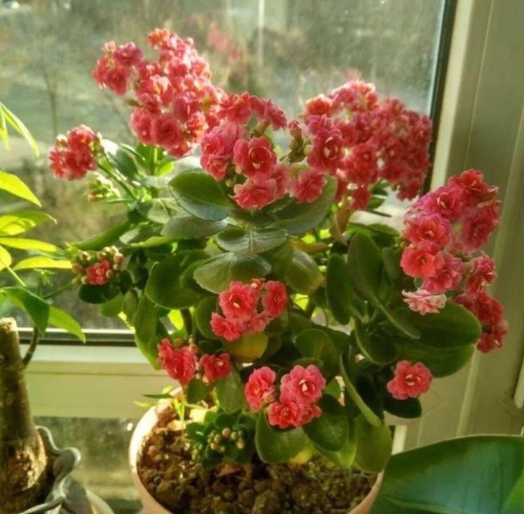 新手就养“5种花”,好养易爆盆,特别容易开花,越养越喜欢!