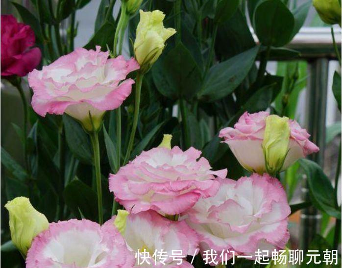 4种花自带财运,好养易活不招虫,比牡丹好看,比吊兰好养