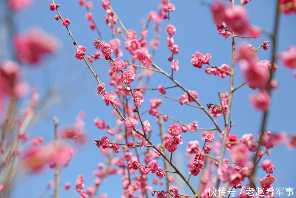 赏景啦!新年添喜色,西昌湿地公园梅花绽放
