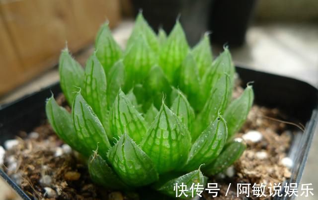 多肉|新手浇水切莫急,教你怎么判断浇水时间,也能养出美貌的萌多肉