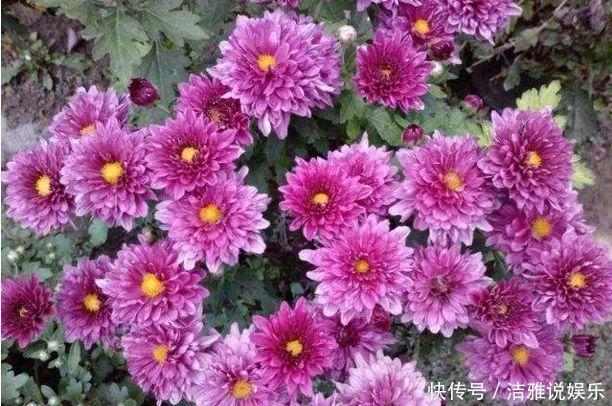 阳台|夏天养花就要养它们,放在阳台狠狠晒,天天开成小花园!