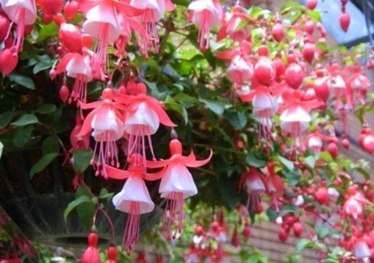 开花最香的4种花,家里养一盆,花朵硕大,满室馨香