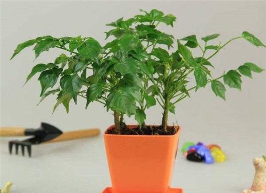 平安树|家里养了这3颗树的童鞋注意啦,一不小心变光杆