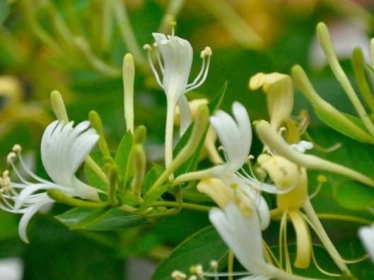 夏天不知道养什么花,这些花朵花大色艳,夏天好养活,花香还浓