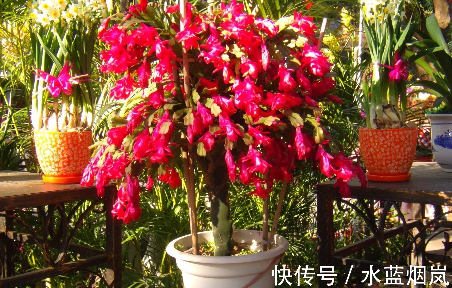 磷酸二氢钾|张大妈入秋养蟹爪兰,用“这招”,不但长得快,而且开花多