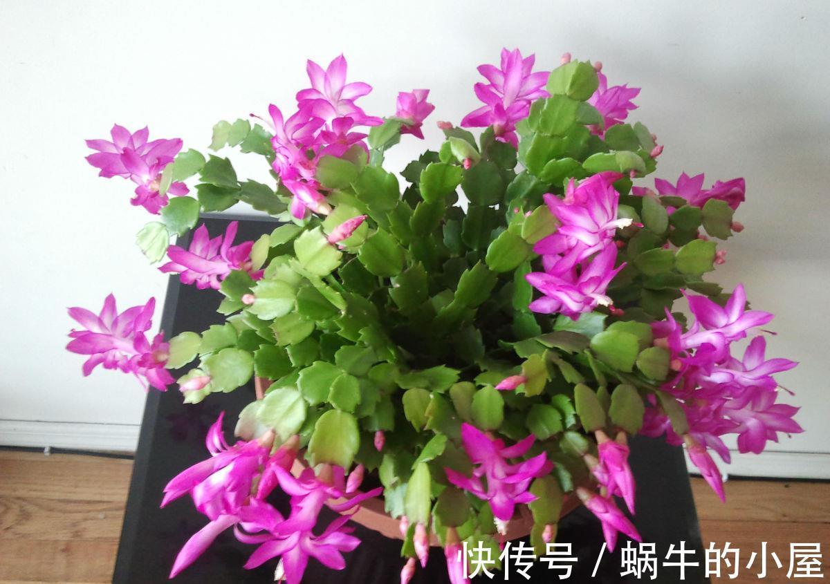 休眠|8种“漂亮花”,就怕暴雨天,淋雨就烂,赶紧搬到屋里去