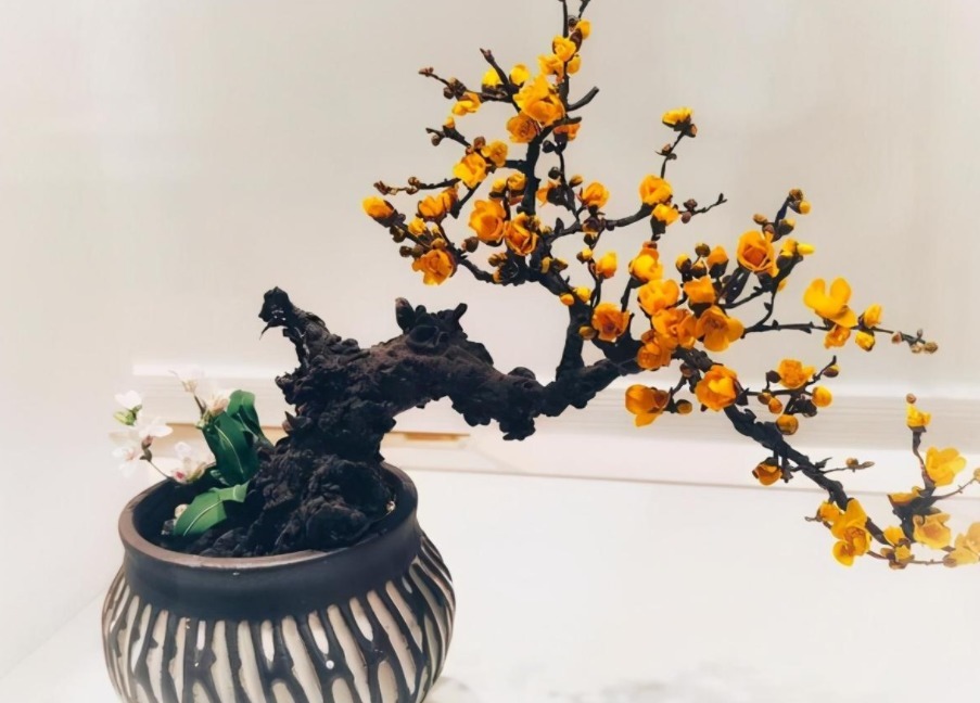 在城里养花，盆栽旧土不丢，这么一处理，比刚买的新土都好使