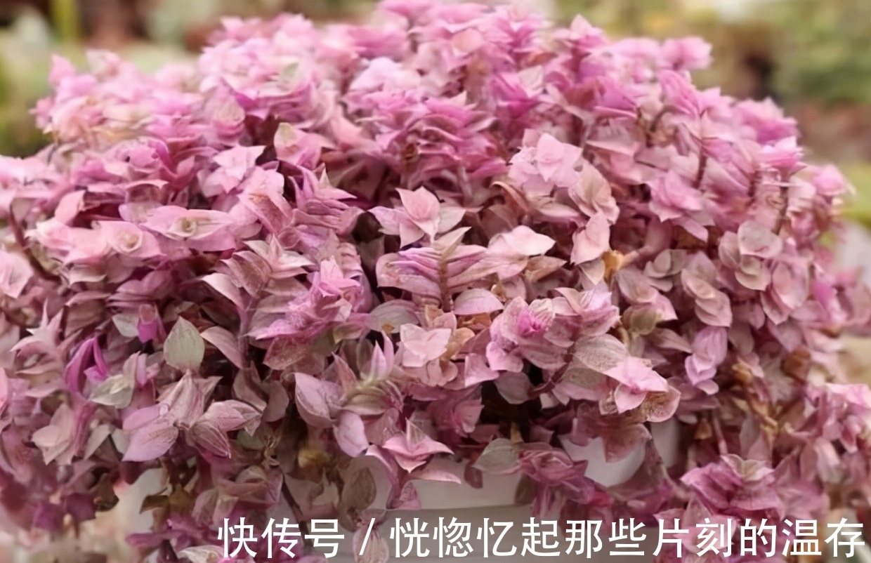 凝脂莲|10种颜值爆表的多肉植物,看看你家养了几种