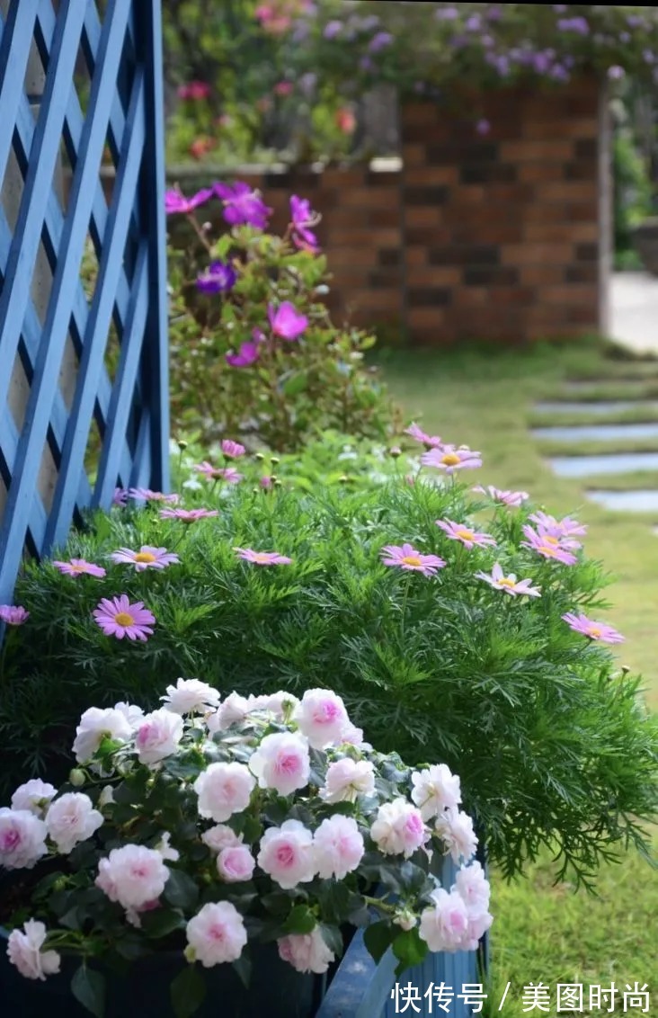 三角梅|120㎡别墅花园改造,经过三年的努力,小院从荒地到花开满园