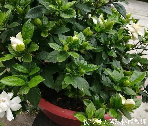 硫酸亚|栀子花盆里放点它,7天猛窜白根,叶片绿得发黑,开出层叠花朵!