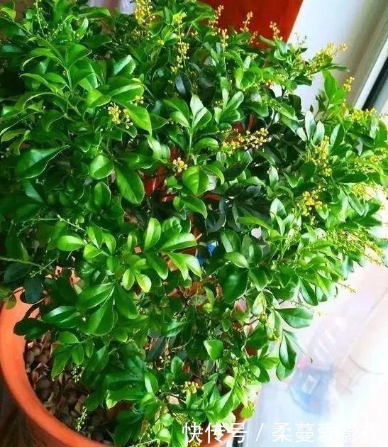 夏季浇花要慎重:用对3种''水''事半功倍,做错了后悔都来不及