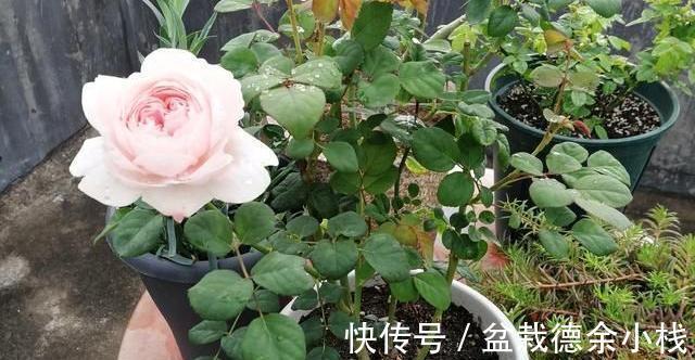 光照|月季花中的“女王”,想要养好它,需要注意8个方面