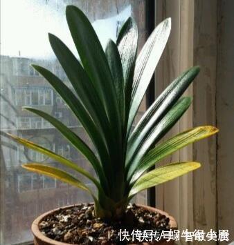 客厅里养这6种植物，好养活、好打理、寿命很长、寓意还特别好