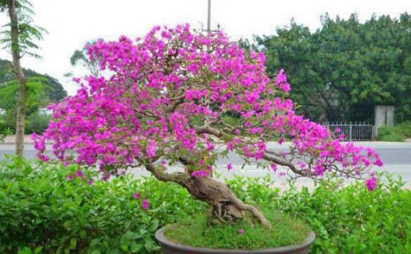 盆景|三角梅养成盆景又美又飒，爬成花墙热情浪漫，爆花成球秘诀在这