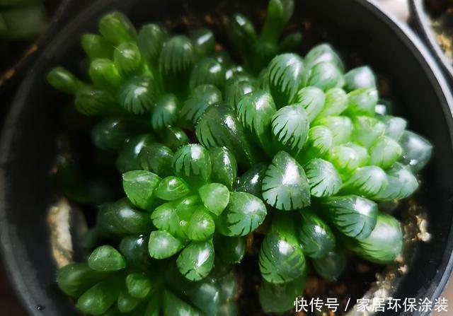 这三多肉是公认的爆崽小能手,光线差也易爆小崽,独苗养成小老桩