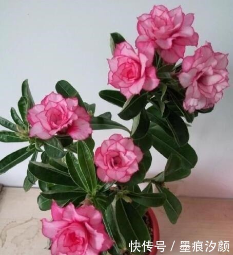 沙漠玫瑰|时间少就养“2种花”,开花很漂亮,30天不浇水也“死不了”!