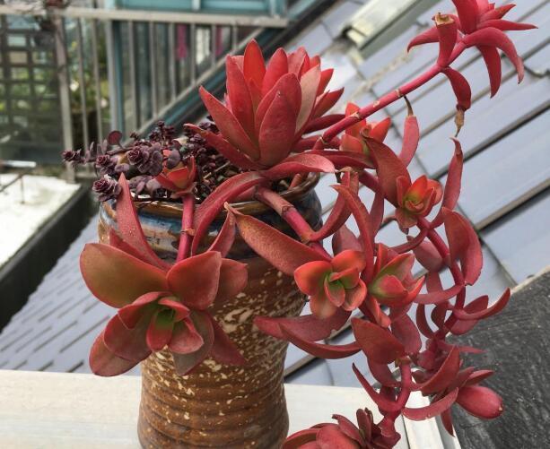 多肉植物小球玫瑰怎么养教你3个养花妙招，小球玫瑰茎长又饱满