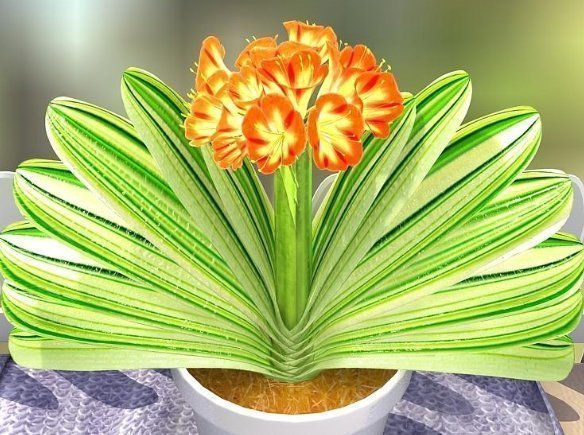 养护|夏天养护君子兰有讲究,这几点千万要做好,否则难以安全度夏