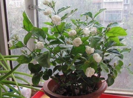 自从老婆在家中养此种盆栽后,满屋子都是清香,出门不用喷香水了