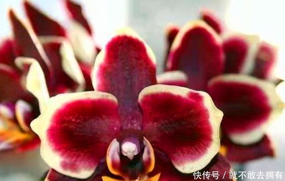 最不嫌贫爱富的花之一,尽量别用大盆养,简陋小盆更有利于开花