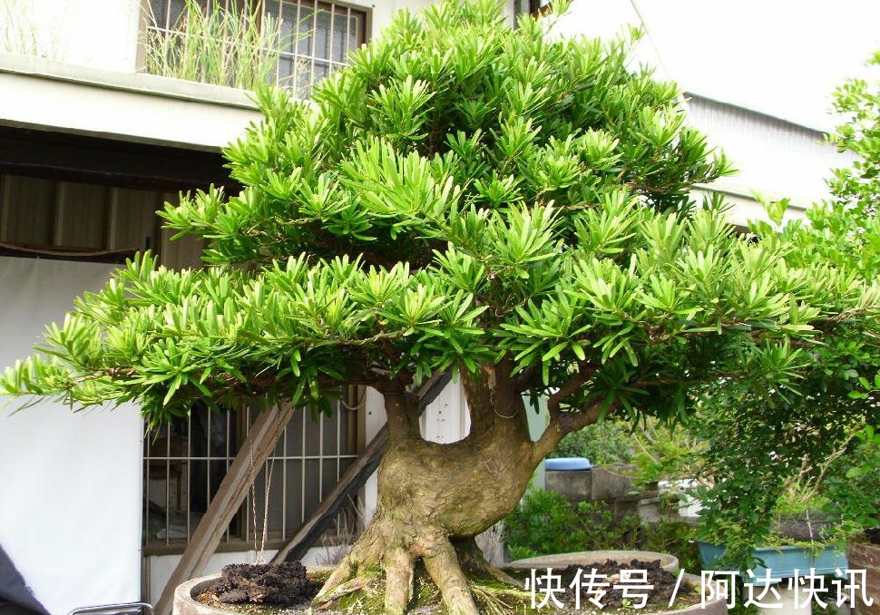 罗汉松|6种“吉祥树”,有地方建议种一棵,能吃能观赏,旺财镇宅样样行
