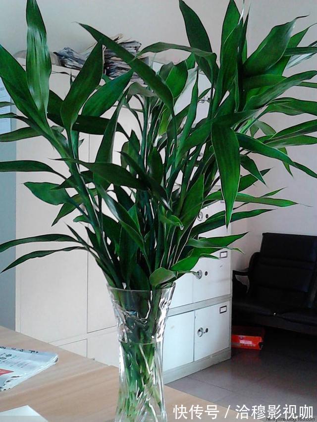 养护|6种“生财花”,夏季养家里,“浇水”要注意,要不黄叶、烂根