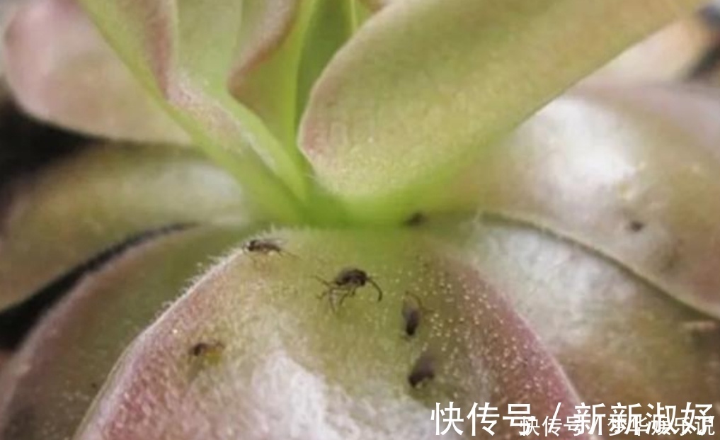 小虫子|花盆里出现小黑飞怎么办？只用2招，全部清除干净