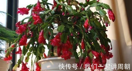 土壤|老花匠才知道的“养花催花利器”:家畜内脏、鱼鳞!