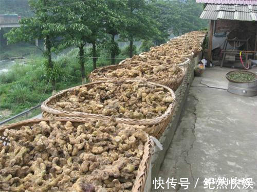 博物志|价值不输人参,过去用来喂猪,如今被大面积种植,30元一斤很抢手