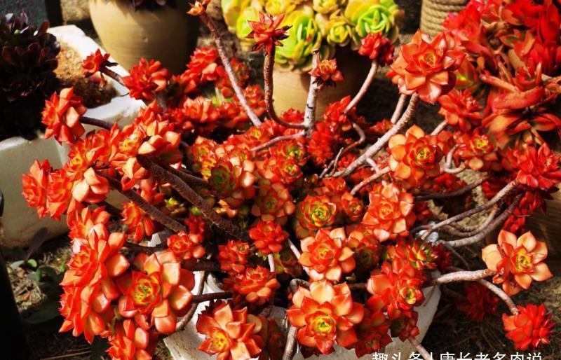 多肉胧月和蒂亚都适合新手,但一个特别好养,一个难上色却颜值高