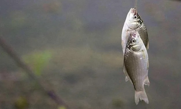 野钓想要狂拉鲫鱼,打窝、补窝的这些讲究,你必须要知道!