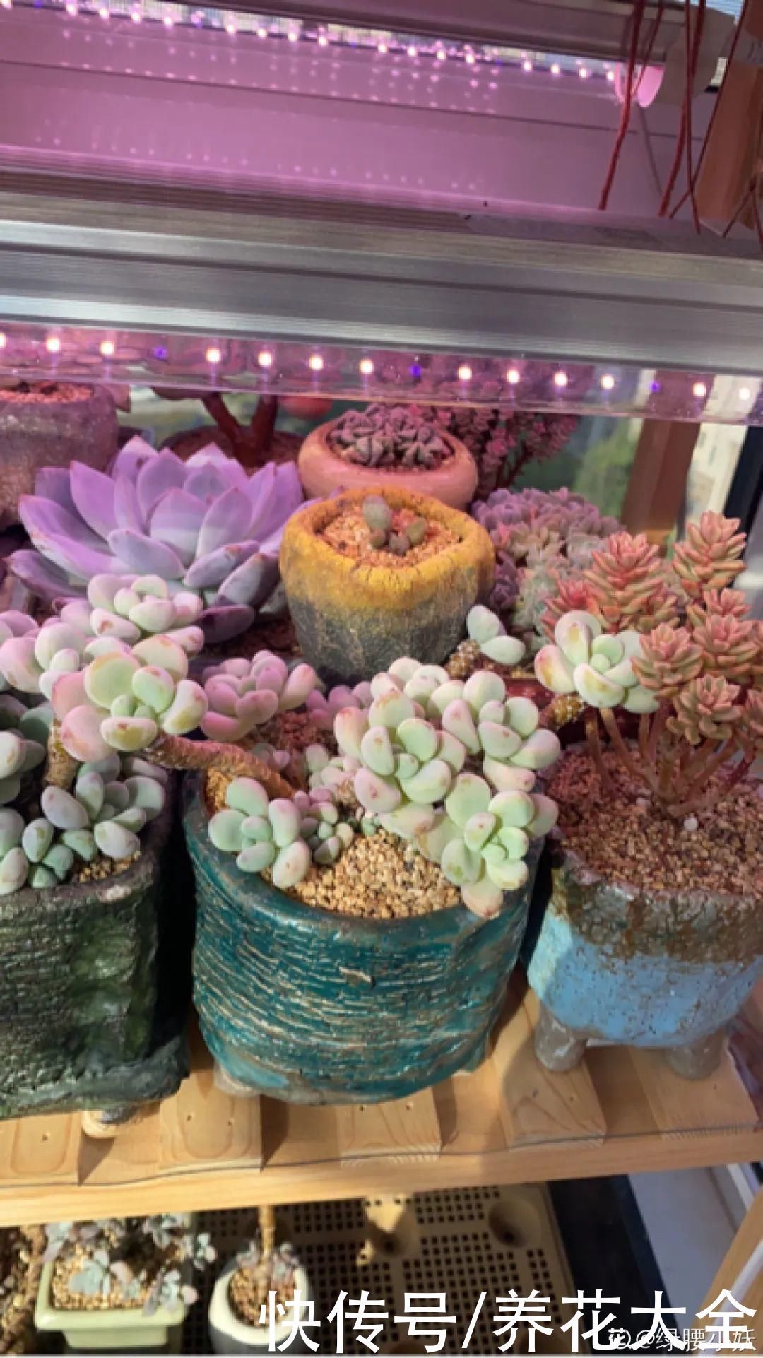 室内养多肉,也能养出水晶果冻色,任谁看到都说好