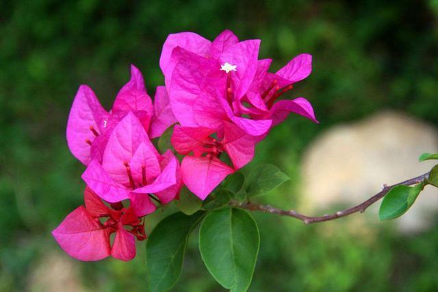 喜欢养花就养此5种,开花艳丽味道香,家里养一盆,养出小花园