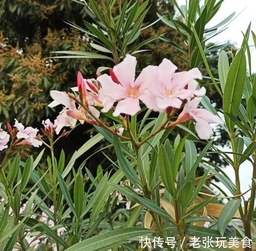 瘙痒|养花不能什么植物都往家里搬,5种花养在室内有隐患