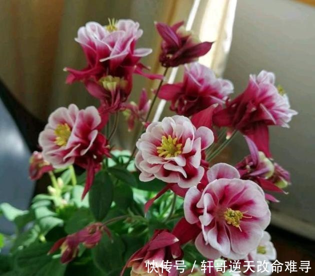 天冷不知养啥花那就养盆它,冬天不用管,春天也能开出一片花海!