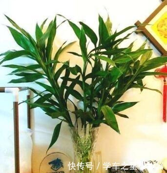 5种“植物”，寓意吉祥还“招财”，可以多养三四盆，比发财树强！