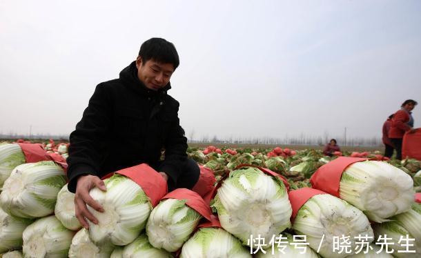 大白菜有青绿叶和黄白叶两种,哪种更好吃?哪种更不容易烂?