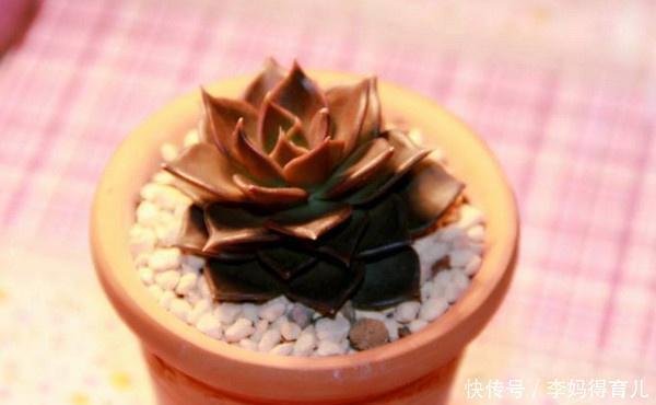 绿王子|黑王子养成了“绿王子”?那是你光照给少了!这样养植株更漂亮!