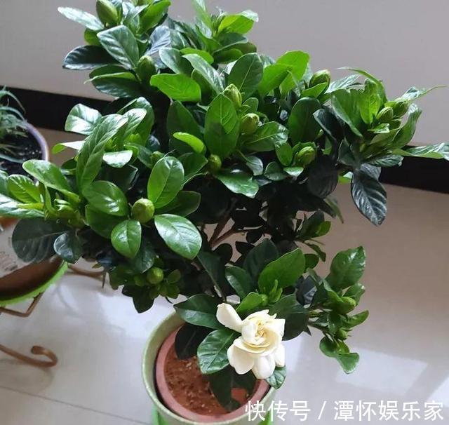 秋天养栀子花、茉莉花,30天喝一次“酸水”,长得快,来年开花旺