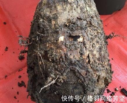 黄叶|绿萝又黄叶了, 这样一处理, 又是绿油油的一盆!