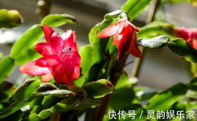 根不黄叶|喂点“甜水”,蟹爪兰不烂根不黄叶,还开满盆花