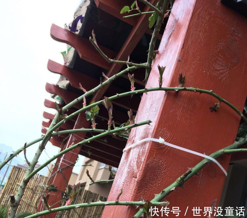 鱼头|吴大爷养“月季”,三月喂点“零食”,花朵嗖嗖冒,1年开不停!