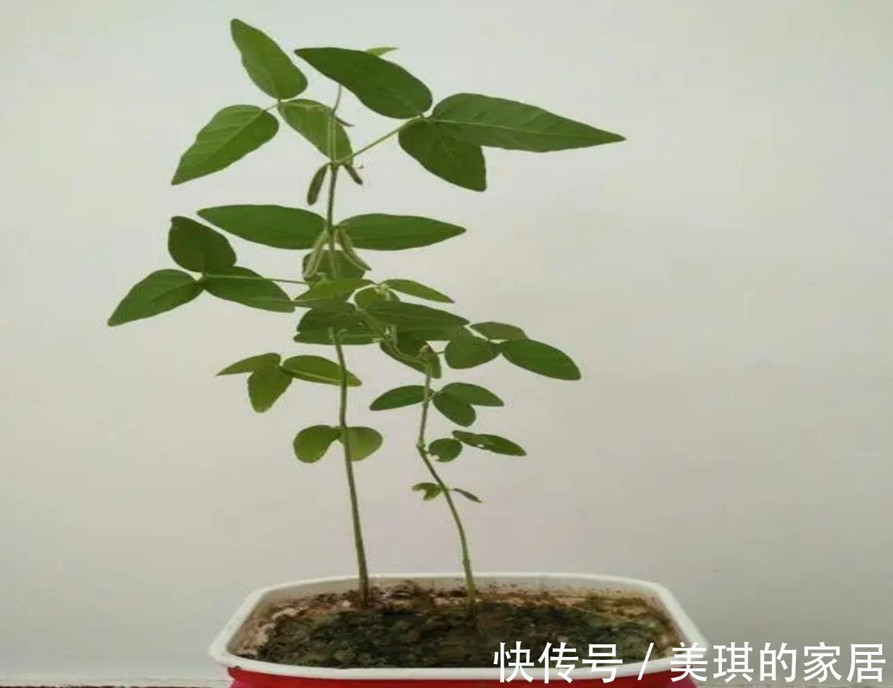 珍珠岩|甭淘汰养花旧土,这么一处理添加,不用多花钱土质就变好了