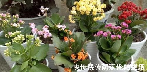 4种植物最适合懒养,十天半个月不用浇水,照样长势旺