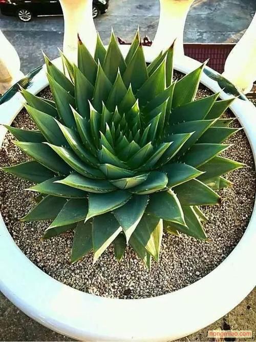 芦荟中的“女王”,价格不菲很少见,做好2点叶片肥厚“转圈圈”
