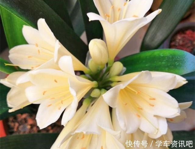 别只会用“淘米水”了,试下这种“脏脏水”,君子兰用上,长势旺!