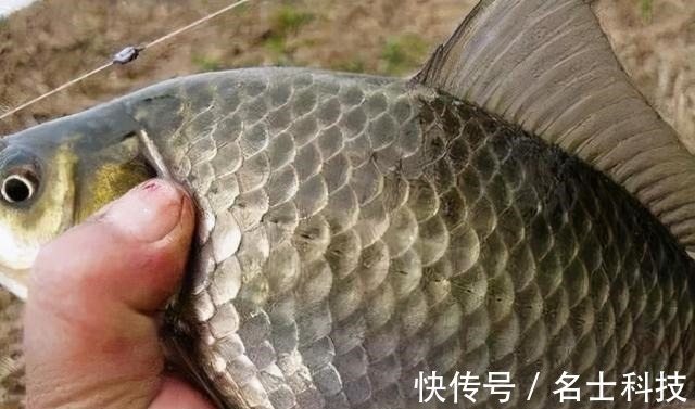 深水|晚秋钓鱼,三种钓位不下竿,三种天气不钓鱼,这种天气能爆护。